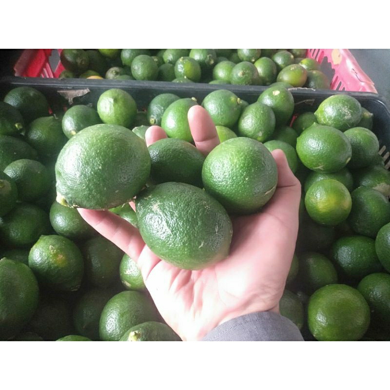 

Jeruk Lemon Besar Segar / 500gram