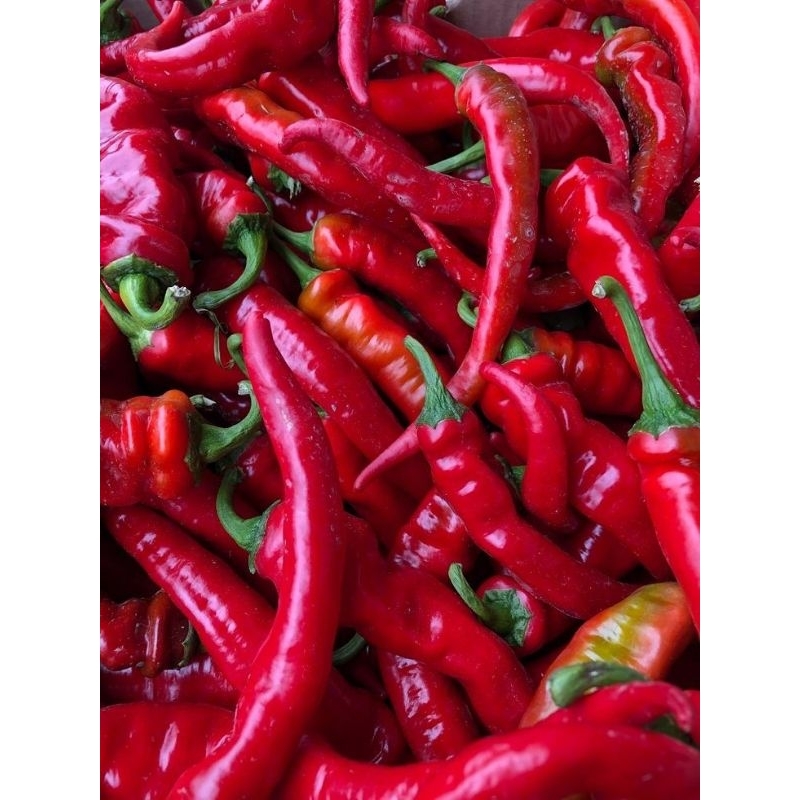

cabe merah|cabe kriting