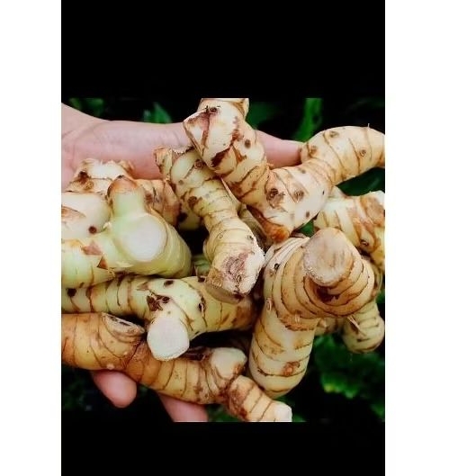 

LENGKUAS LAOS FRESH SEGAR 1KG