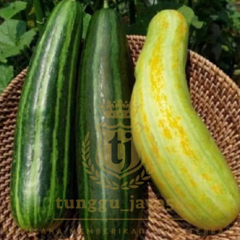 100 BUTIR BIJI BENIH TIMUN KRAI biji benih mentimun krai