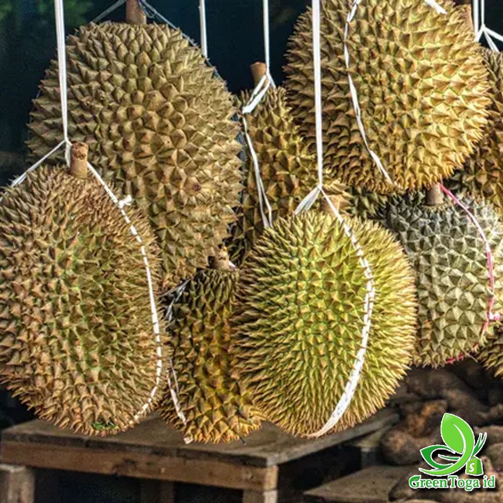 

DURIAN utuh asli Madiun lezat (ukuran sedang)