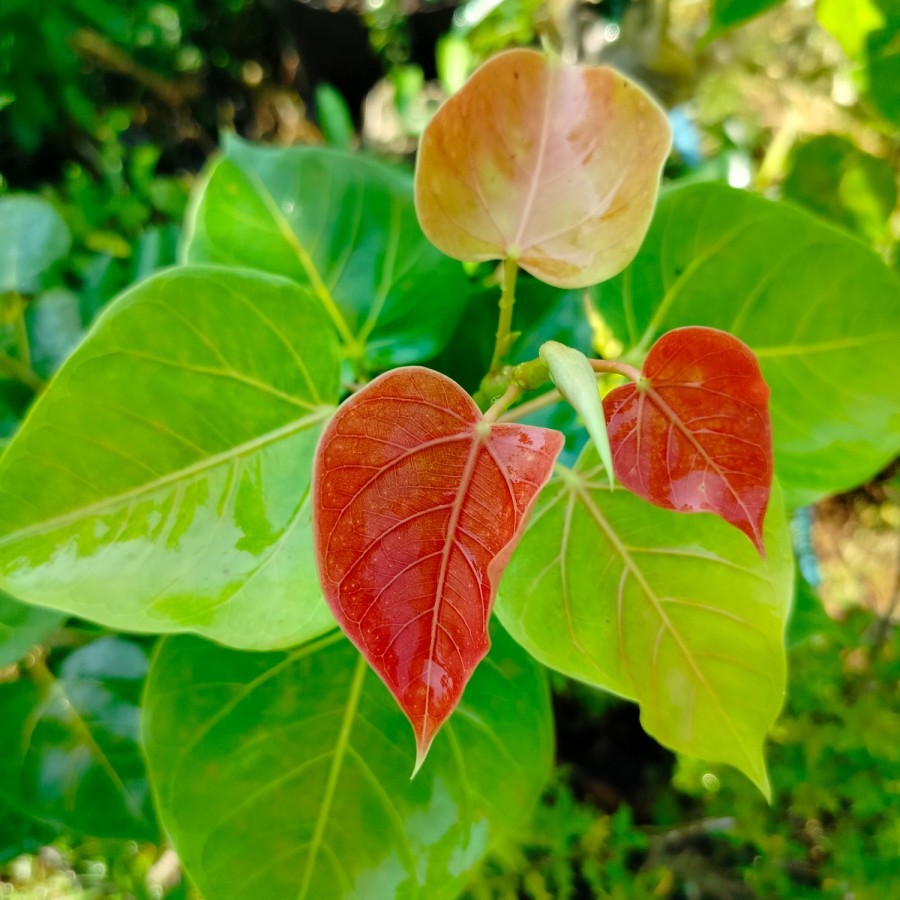 BIBIT BONSAI IMPORT Bahan Bonsai jenis Ficus Rumphii pupus merah original import .
