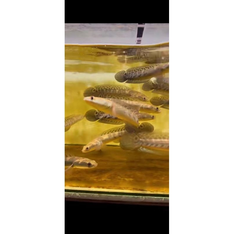 Channa maru ys batik UK 16cm