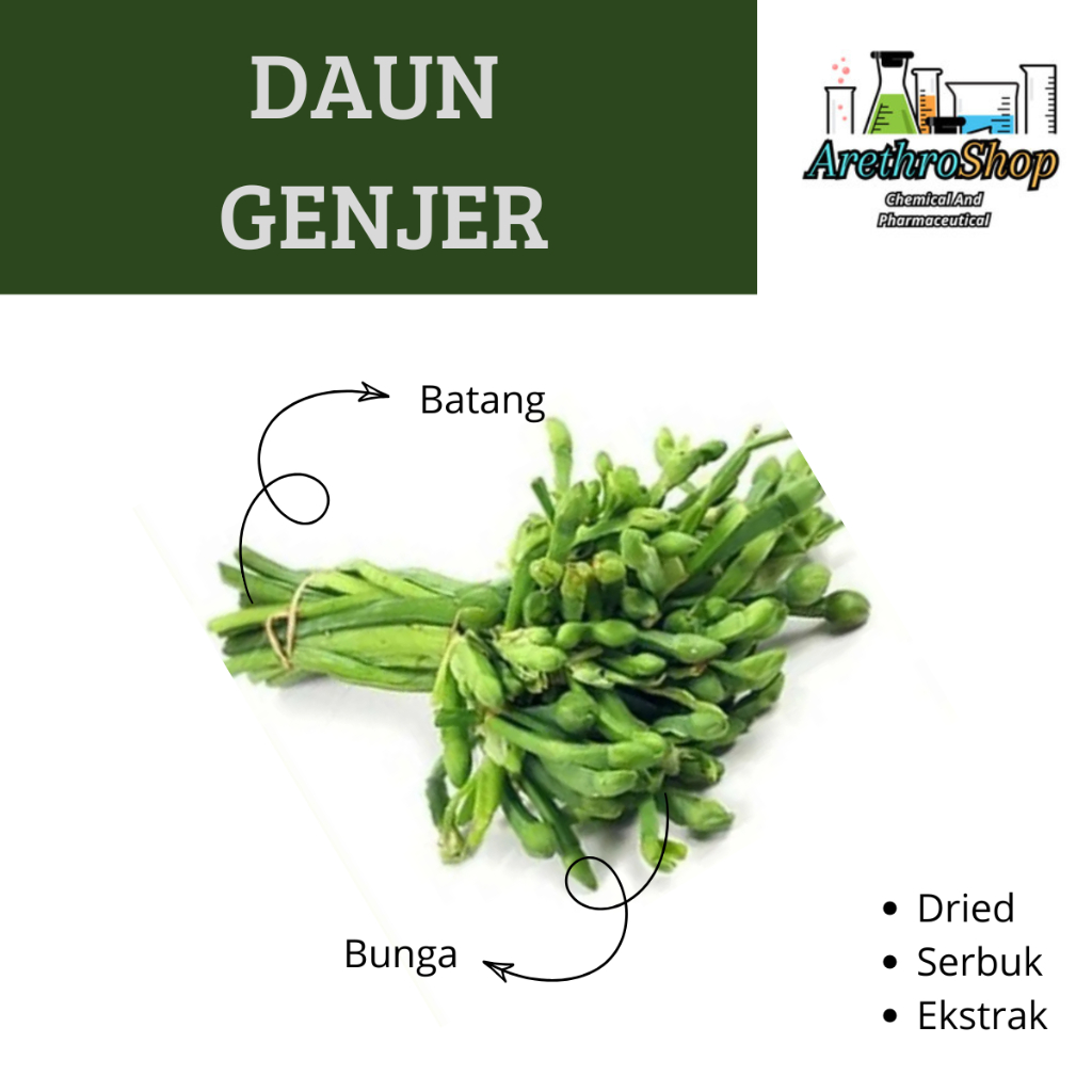 

SERBUK DAN DRIED DAUN GENJER BEST PRODUCT