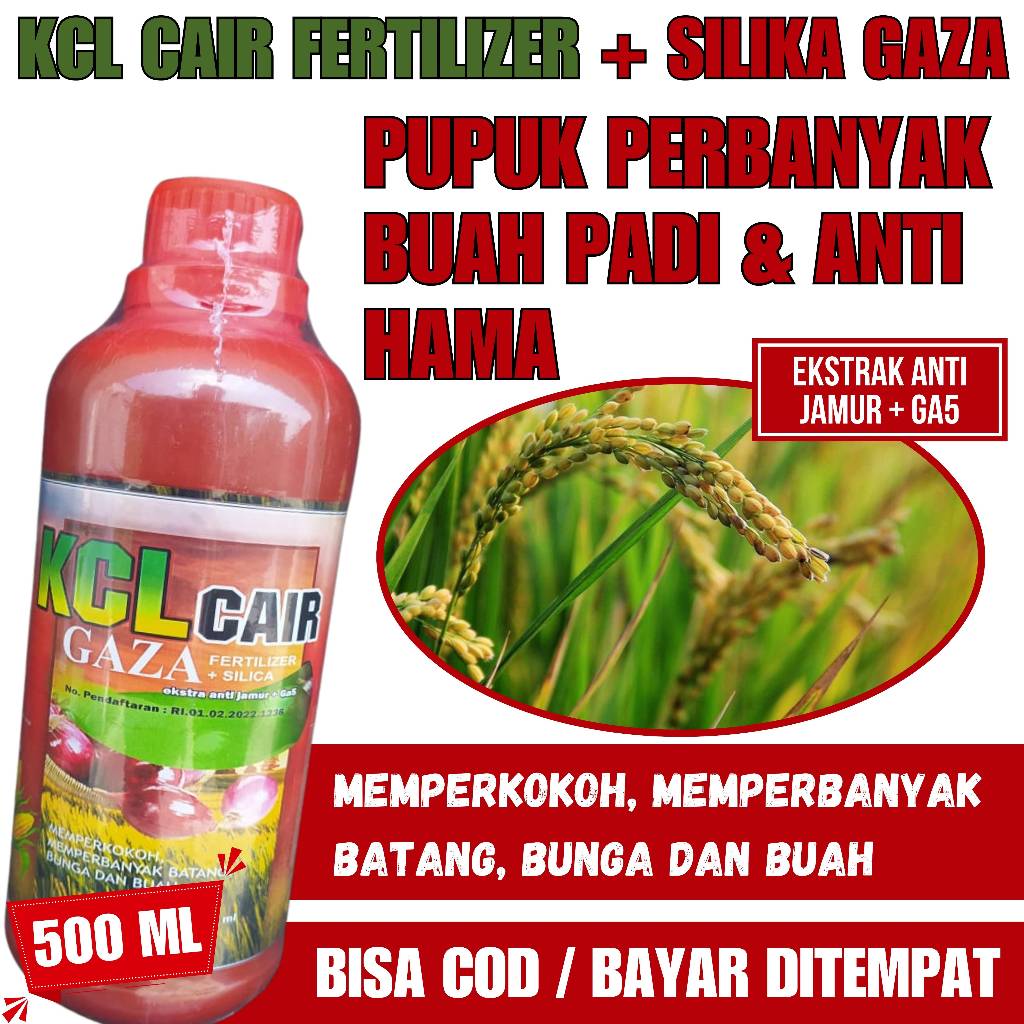 Pupuk Pelebat Buah Padi Paling Bagus - KCL FERTILIZER + SILIKA GAZA Pupuk Organik Cair Untuk Padi