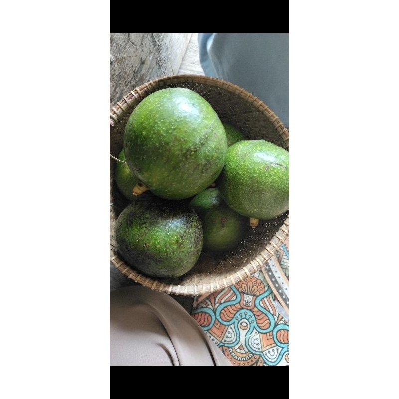 

buah alpukat