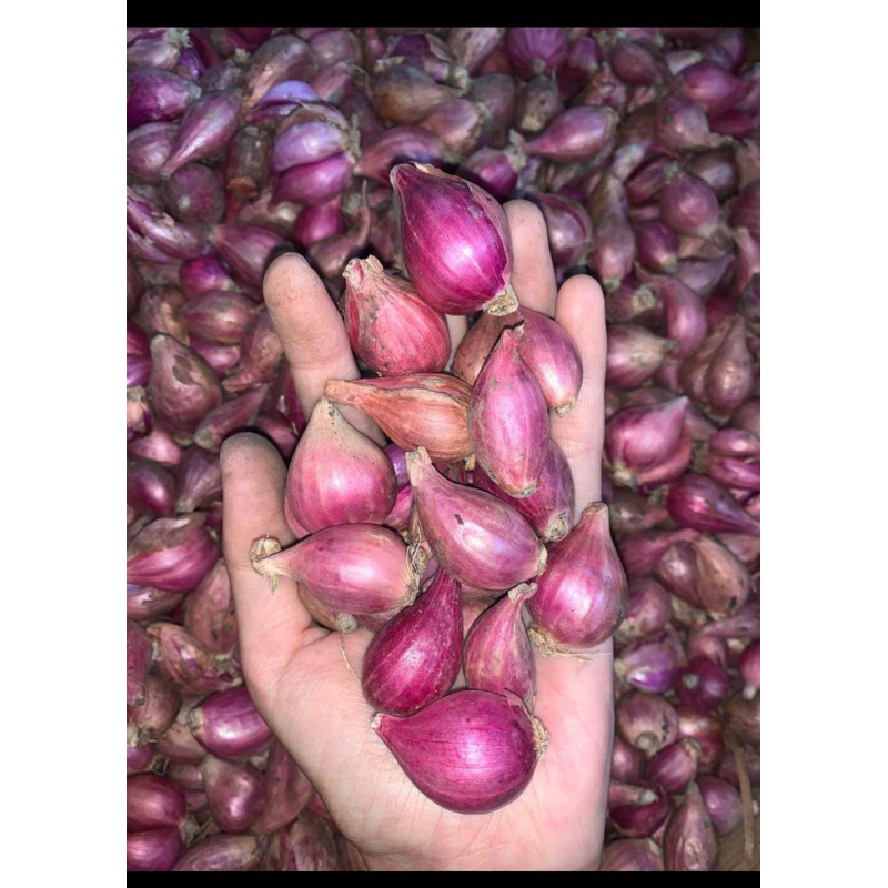 

bawang merah untuk bumbu