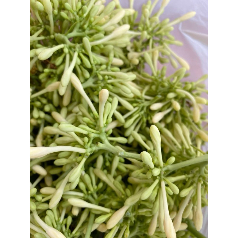

sayur Bunga Pepaya