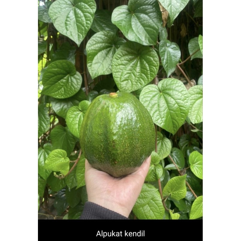 

alpukat kendil legit bergaransi