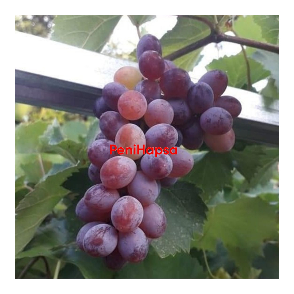 Bibit Anggur Jupiter Batang Besar Super Cepat Berbuah