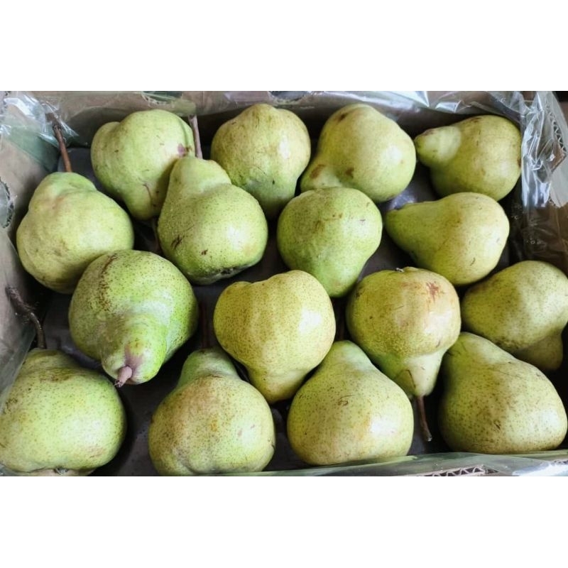 

BUAH PEAR PACKAM / PEAR IJO