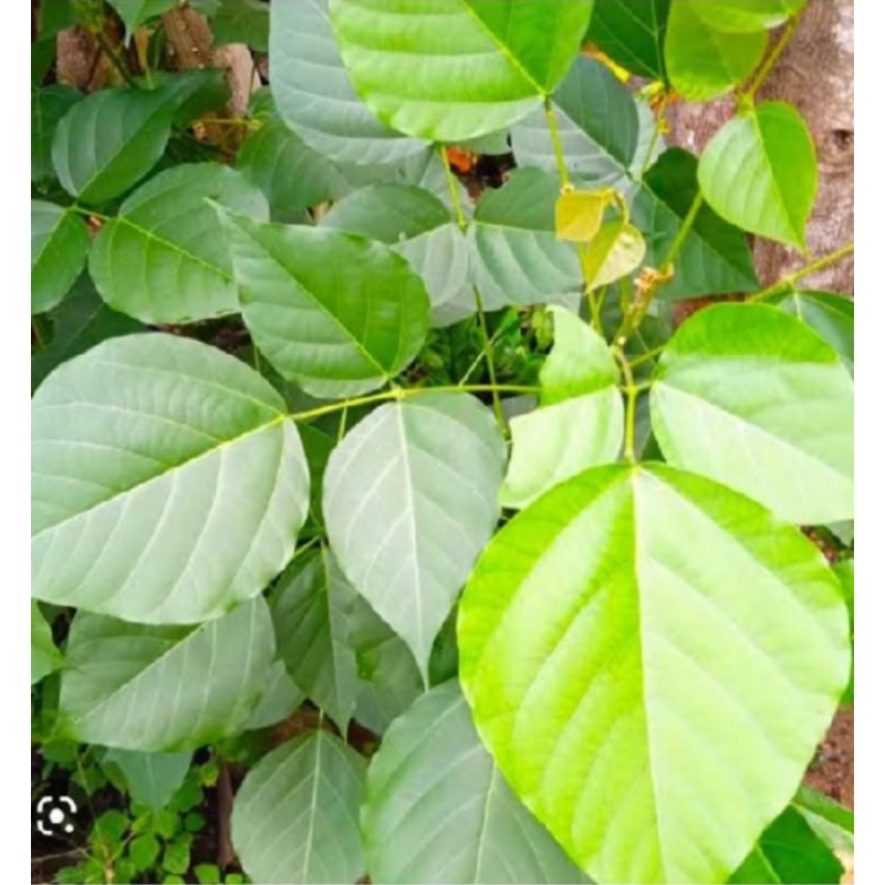 

daun Dadap segar obat tradisional 250gr