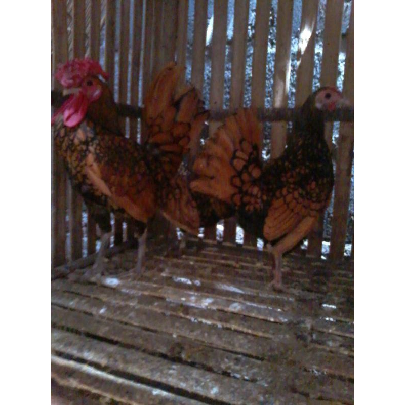 sepasang ayam batik coklat..pengiriman luar magelang silahkan japri