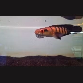 (MINYAK IKAN) RED BARITO SP MADARA SIMET 20  CM