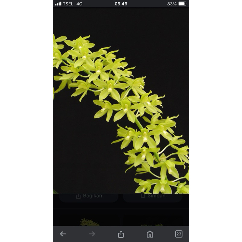 Grammatophyllum Citrinum(Dewasa)