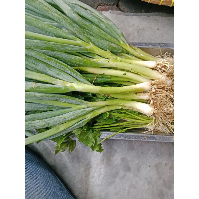 

bawang daun, seledri 100gr mang sayur