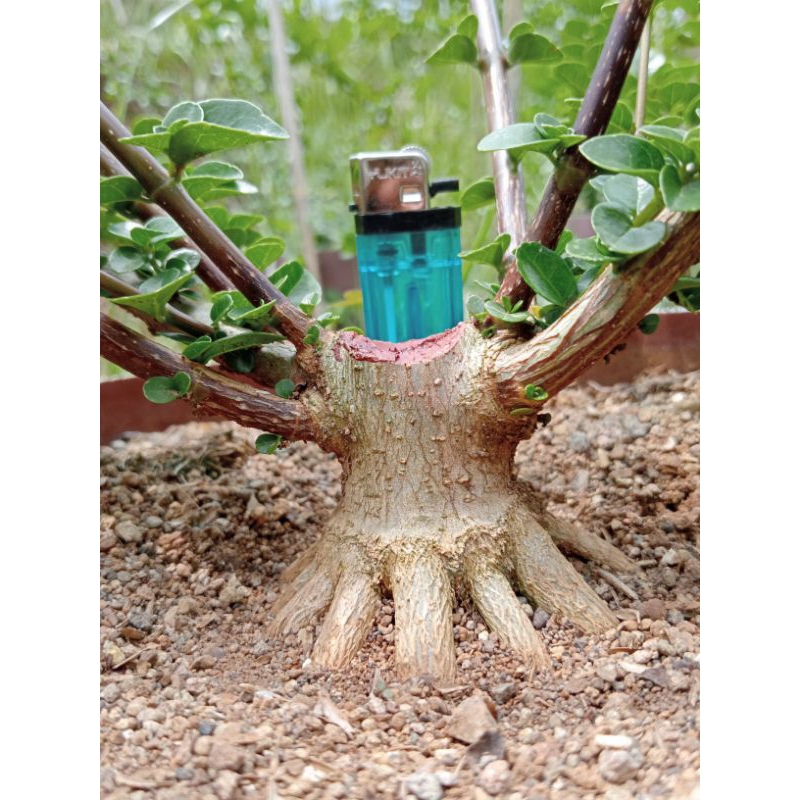Bahan Bonsai Sancang Mame The Max Prokar Program Akar Realpict Sesuai Foto