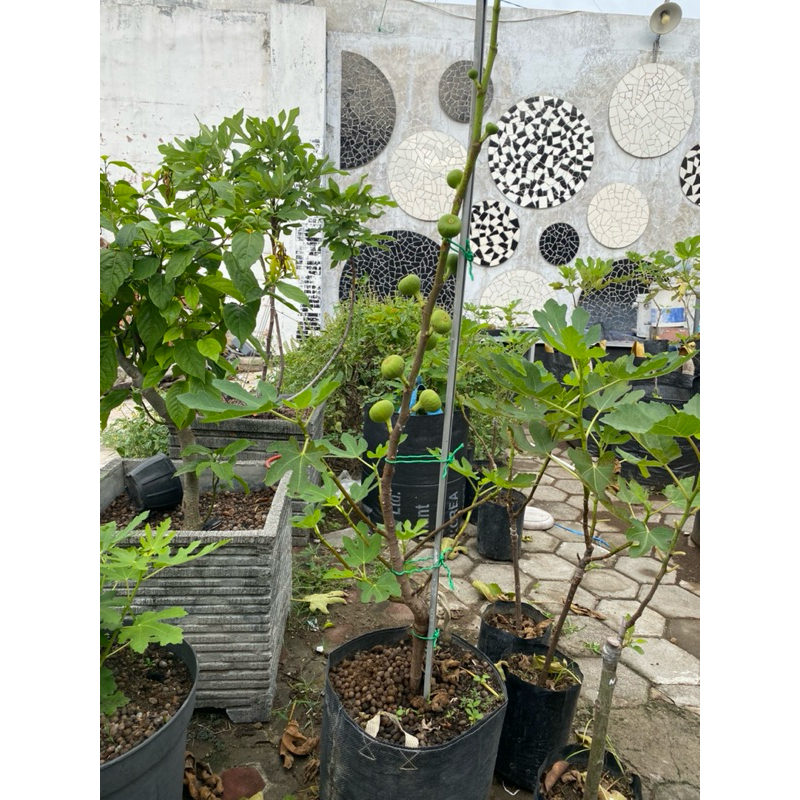 Pohon Buah Tin Sudah Berbuah