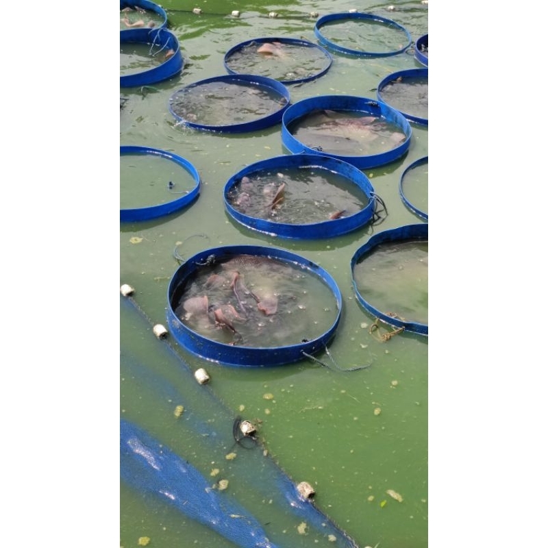 

ikan gurame fresh