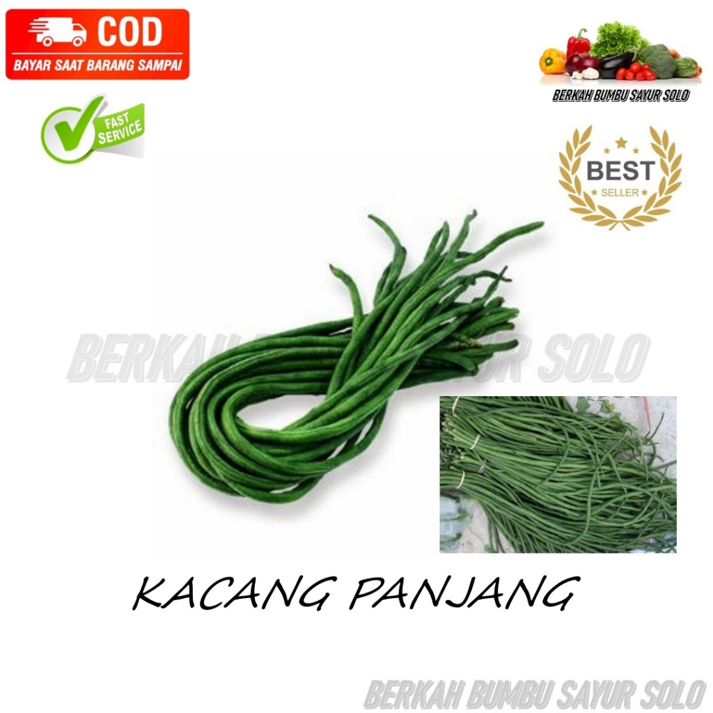 

KACANG PANJANG (4)