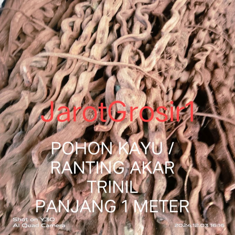 KAYU TRINIL PANJANG 1 METER // RANTING KAYU AKAR // POHON RANTING AKAR TRINIL // POHON KAYU AKAR HIA