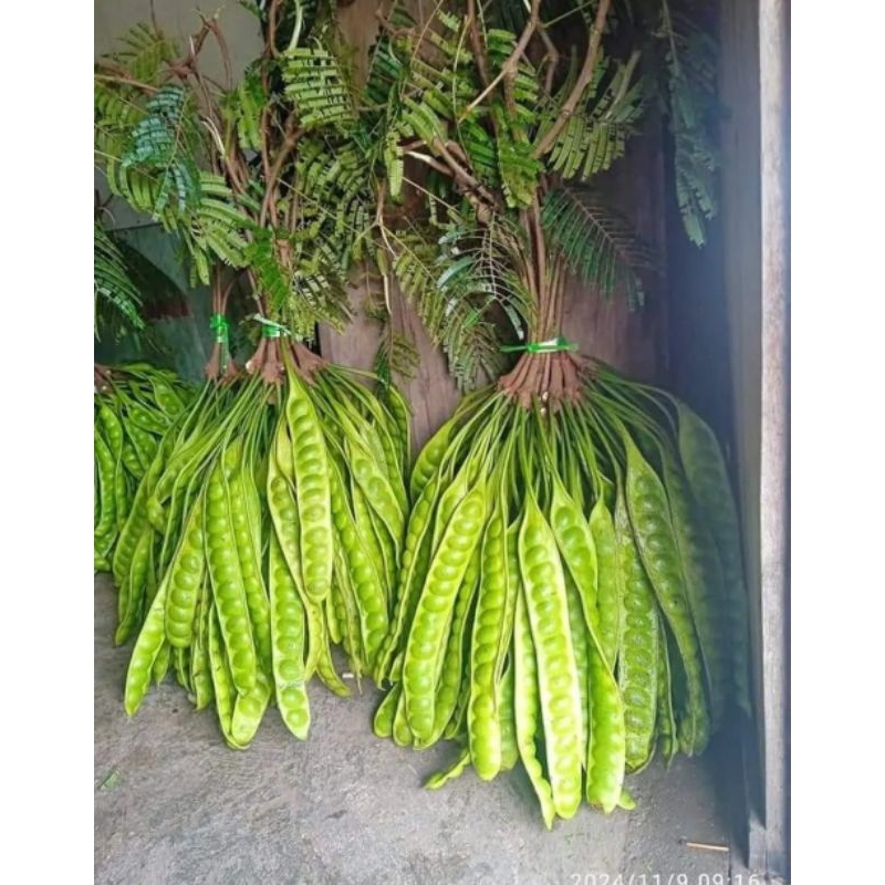 

petai manis muria 120 ribu dapat 40 papan/ keris