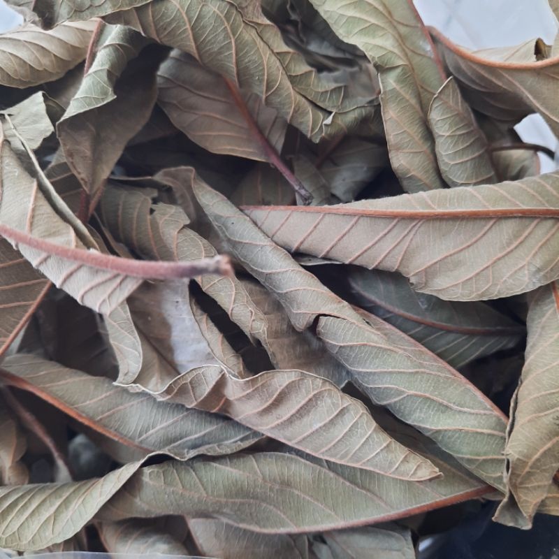 

Daun Jambu Biji Kering