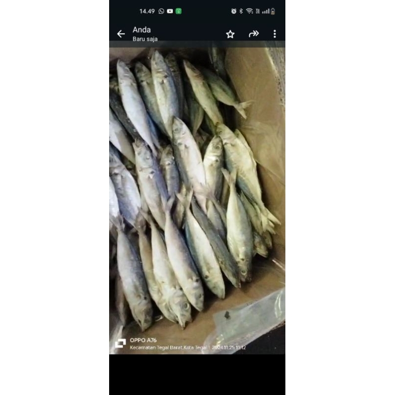 

ikan asin peda layang 500gr/ukuran 17cm
