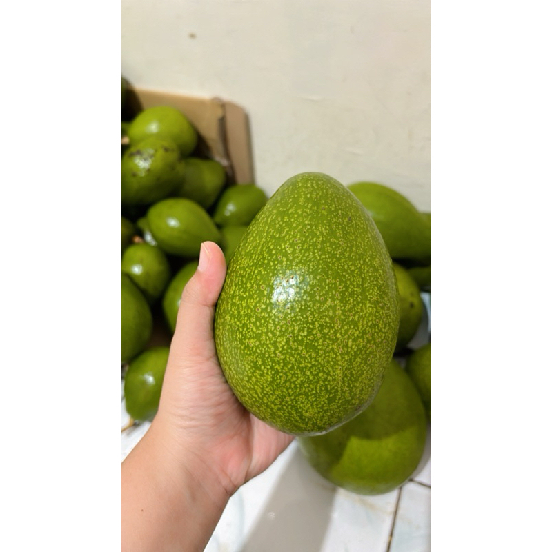 

Alpukat Mentega 1KG