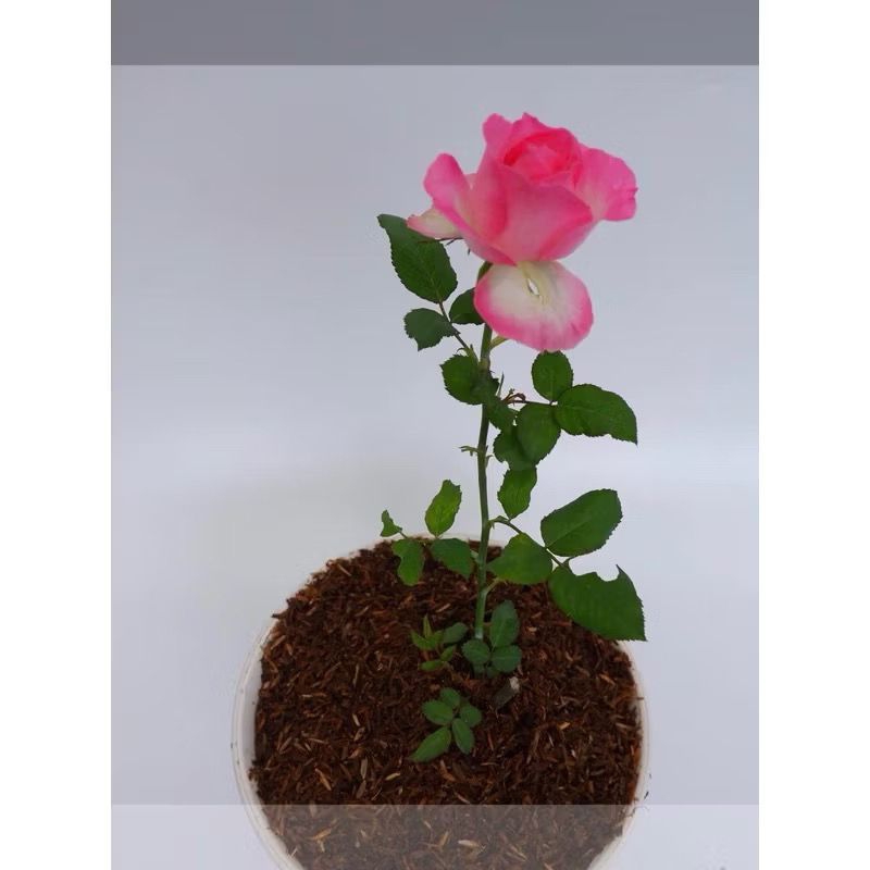 BIBIT BUNGA MAWAR HIDUP WARNA CANDY PINK
