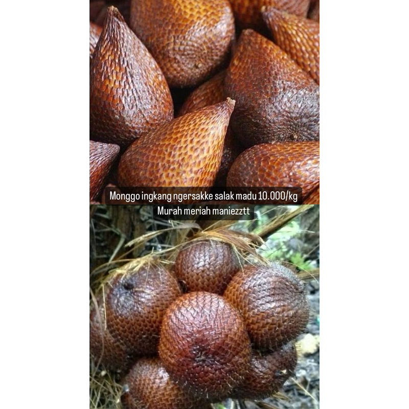 

Salak Madu 10.000/kg