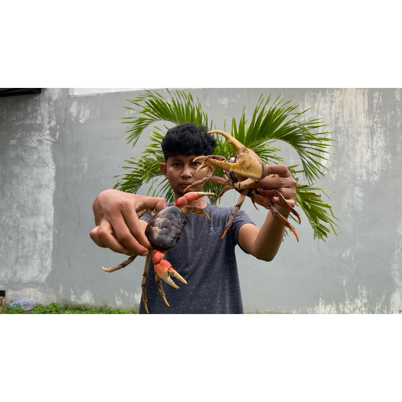 

kepiting hias darat discoplax magna