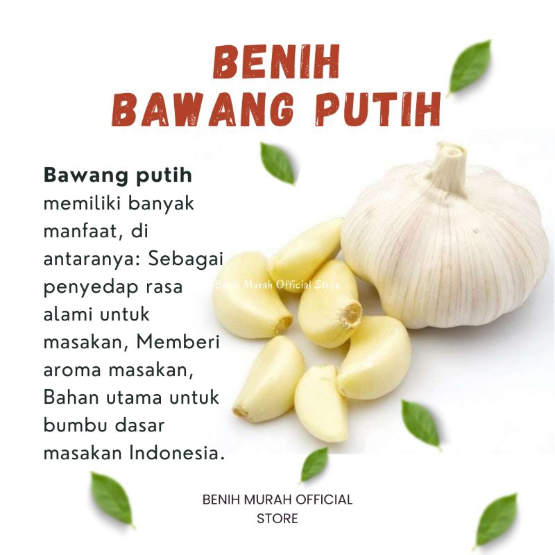 

BAWANG PUTIH