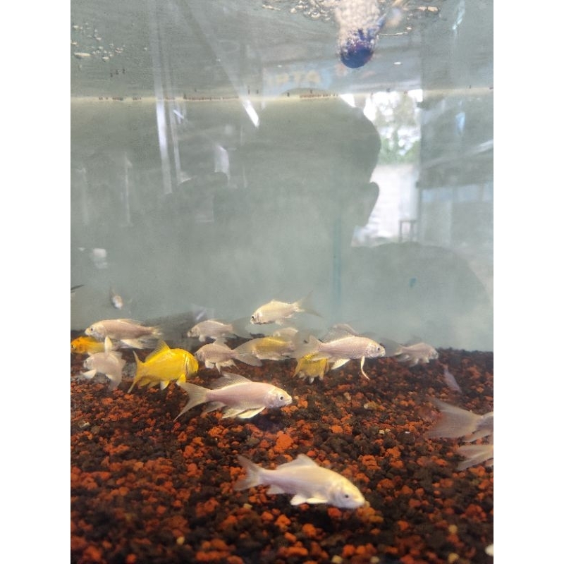 koi platinum slayer (ikan hidup)