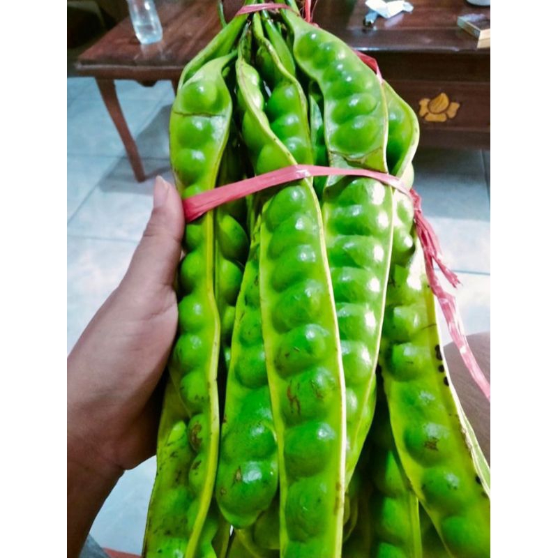 

Pete tua 1 ikat=10 papan