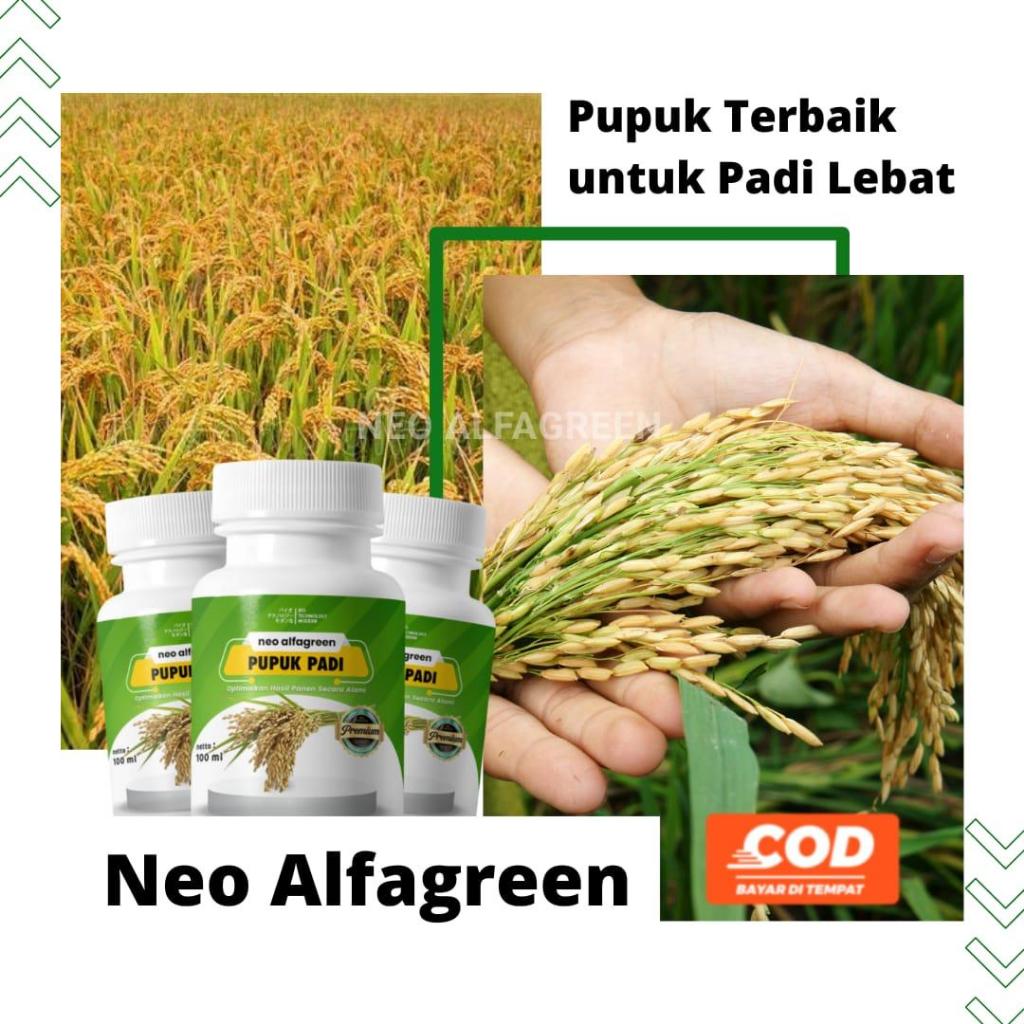 Pupuk Penyubur Padi Pupuk Peningkat Hasil Panen Padi Pupuk Booster Padi Pupuk Padi Berbuah Lebat