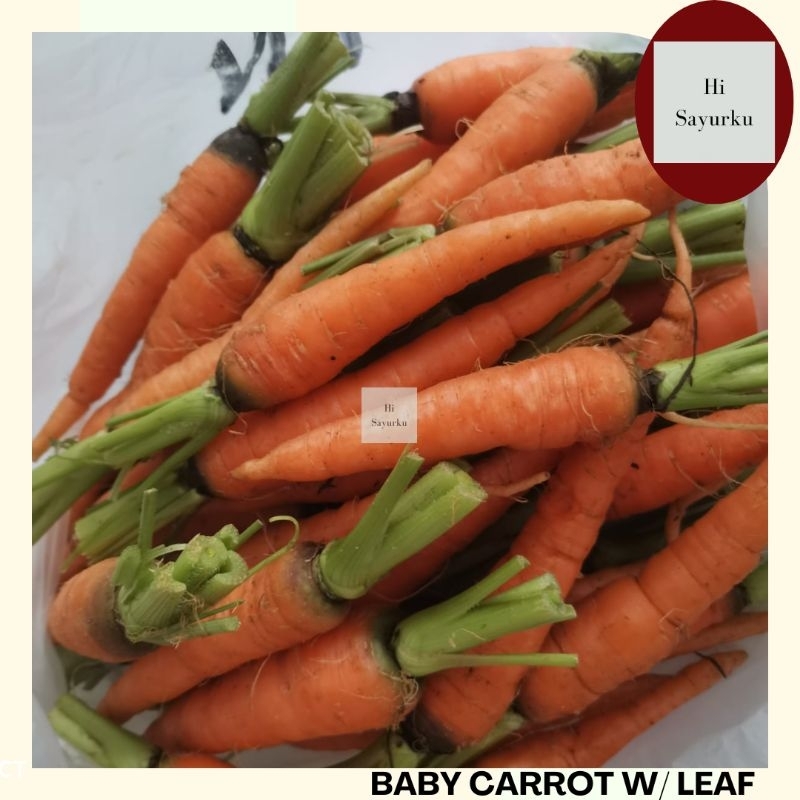 

BABY CARROT WITH LEAF / WORTEL BABY DAUN FRESH 1 KG