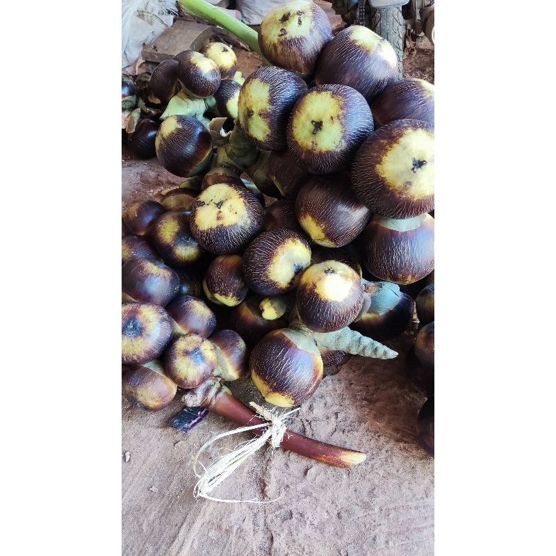 

Buah Lontar Siwalan 10 Butir