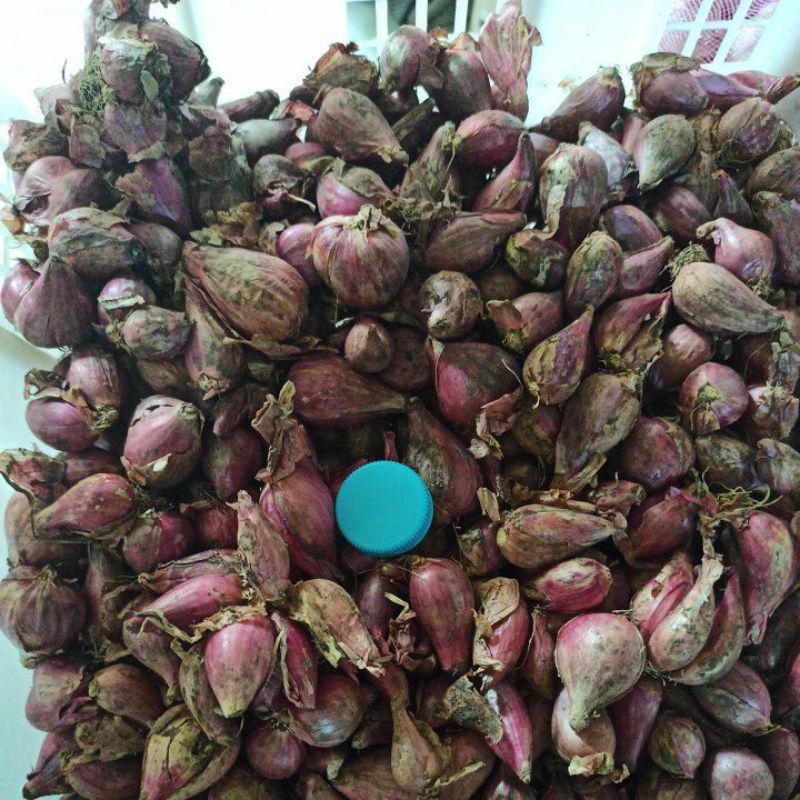 

Bawang merah Nganjuk besar