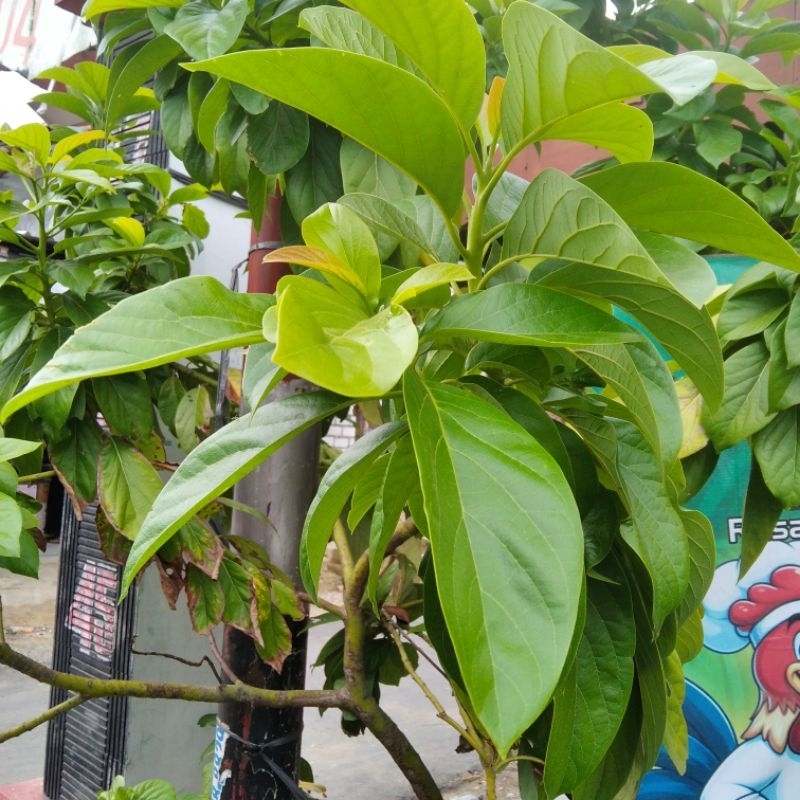 

DAUN ALPOKAT 10 LEMBAR SEGAR