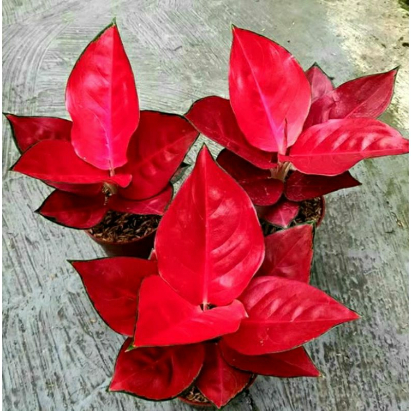 Aglonema Suksom Compacta Super Red