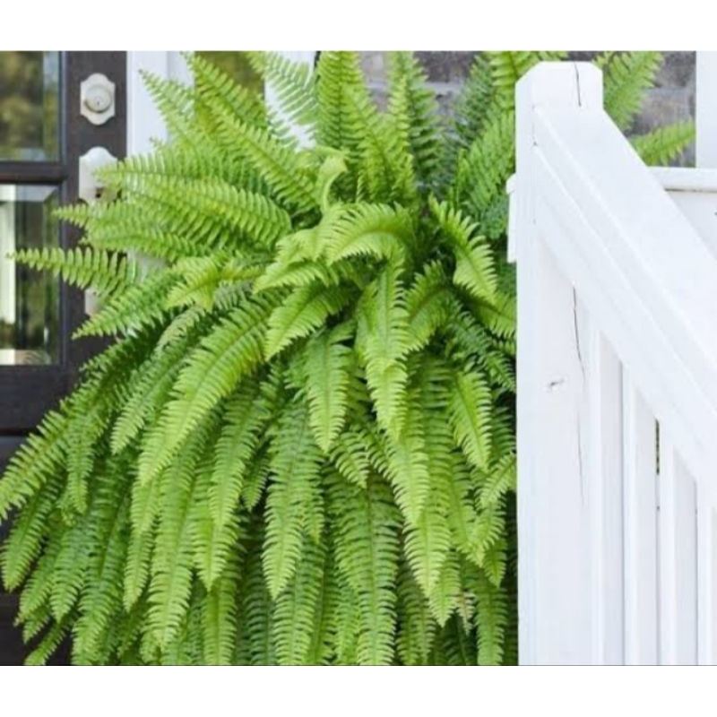 tanaman hias pakis keriting/pakis Curly fern plant