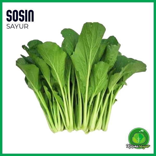 

Sosin aldana sayur garut 1 ikat