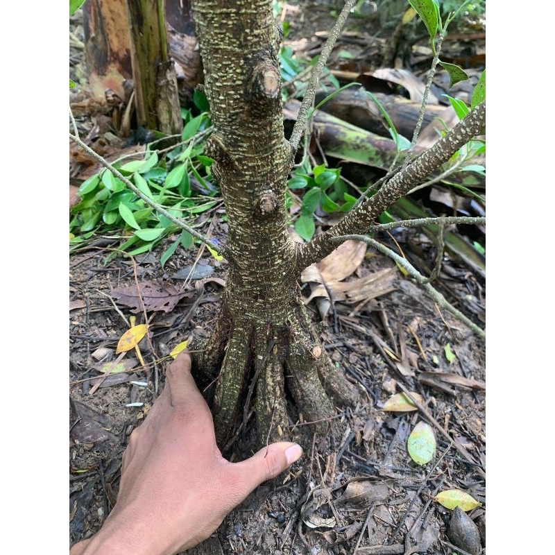 Bahan bonsai kimeng prokar