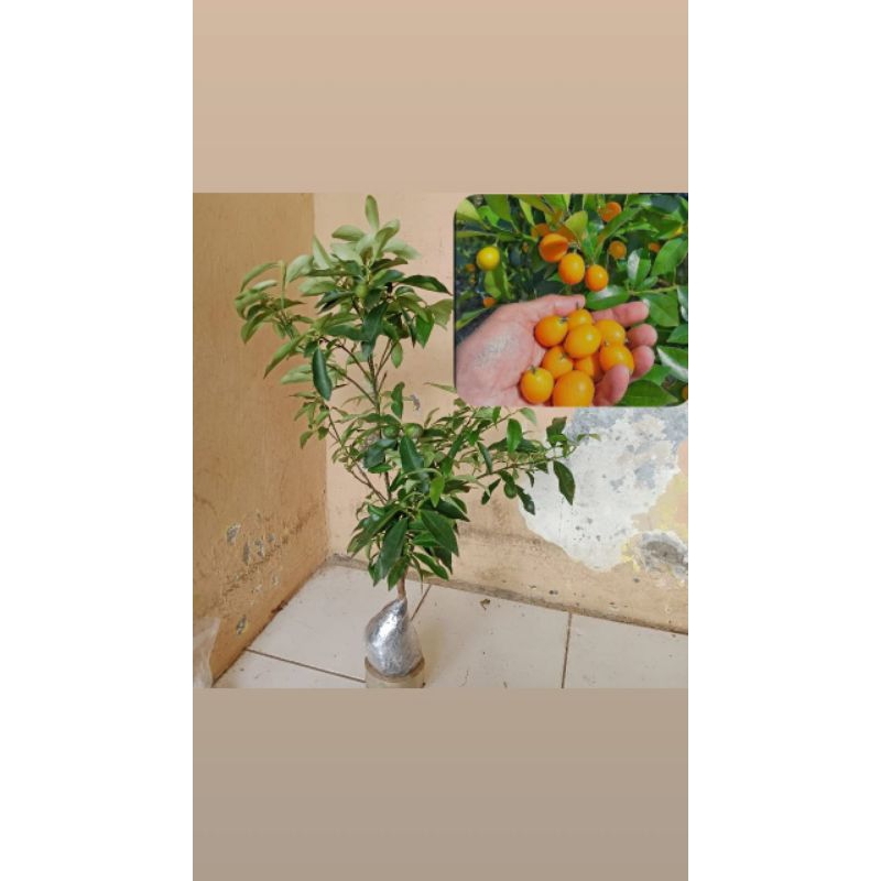 Tanaman Jeruk Nagami Buah Nagami sudah berbuah