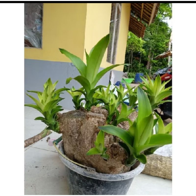 Hanjuang Bonsai Besar