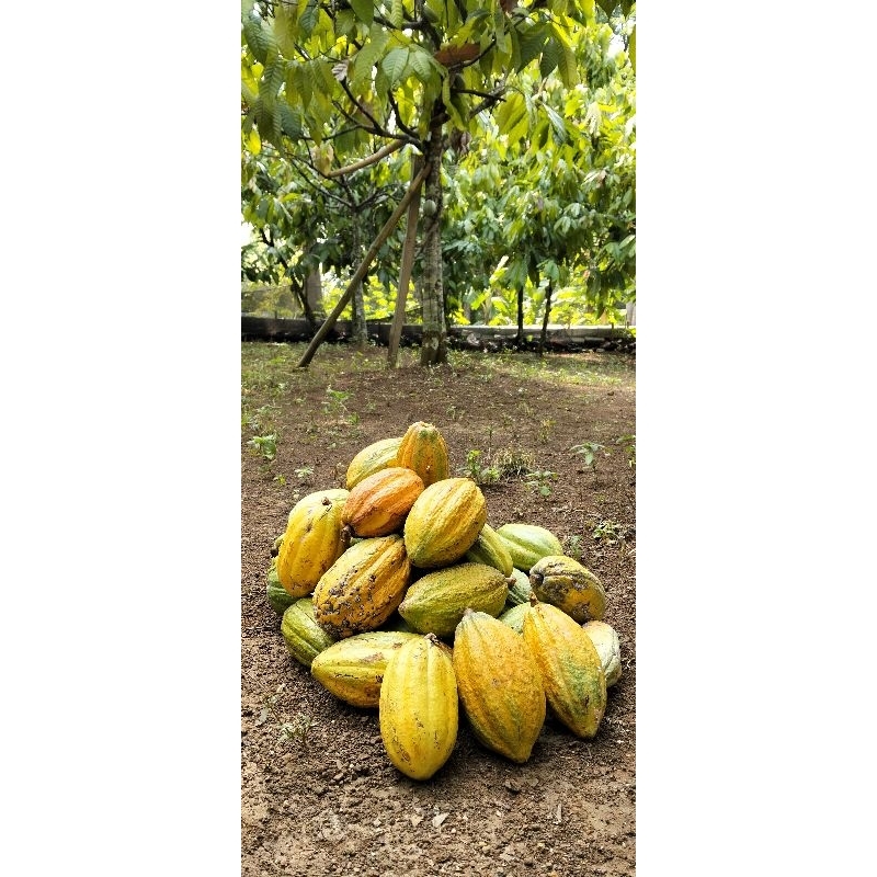 

kakao/buah coklat