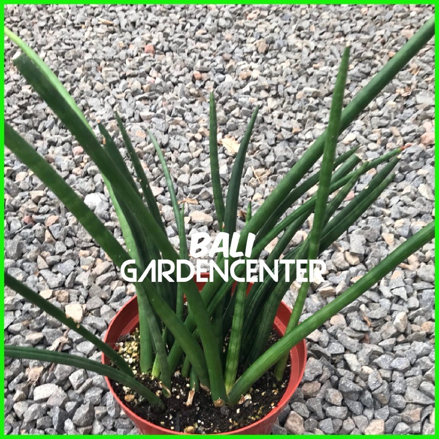 Tanaman Hias Sansevieria - Sansevieria Cylindrica