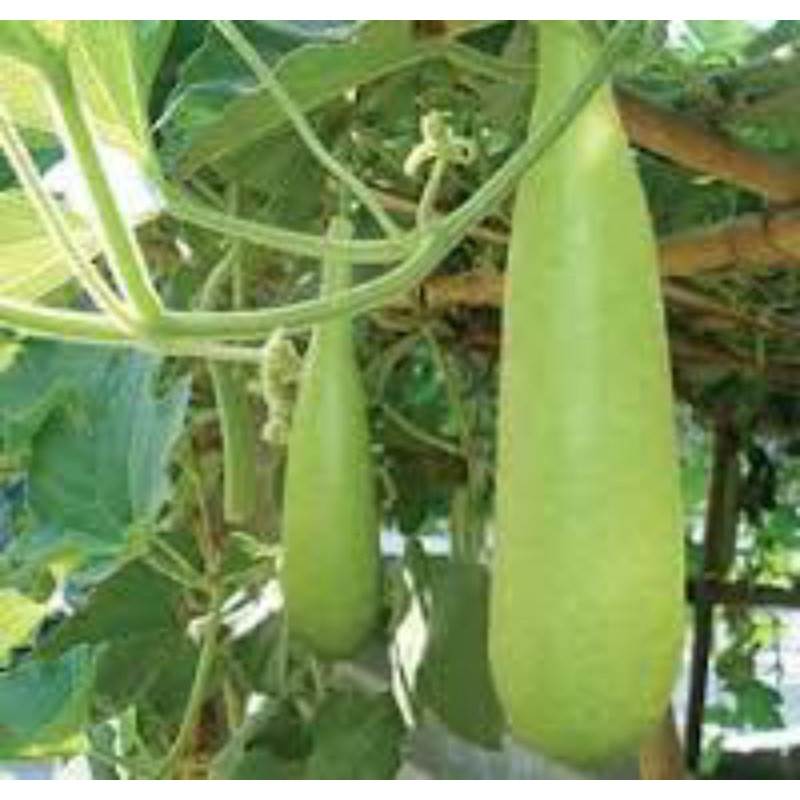 

300 BIJI Benih Blonceng/Labu Air/labu putih Siap Tanam