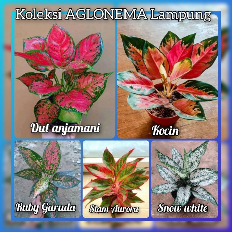 promo paket Murah 5 jenis AGLONEMA remaja dewasa